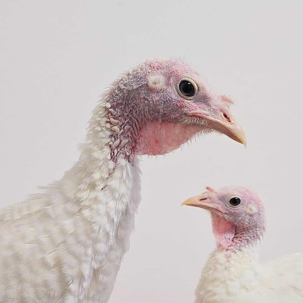 Patenschaft für Pieps abschließen