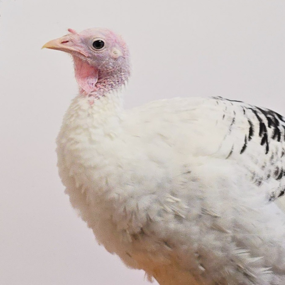 Patenschaft für Pünktchen abschließen