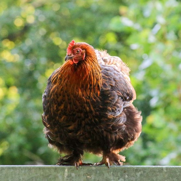 Patenschaft für Sprotte abschließen