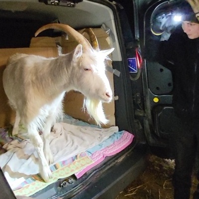 Ziegenbock Ärnie auf der Ladefläche eines Autos
