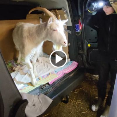 Ziegenbock Ärnie im Laderaum eines Autos