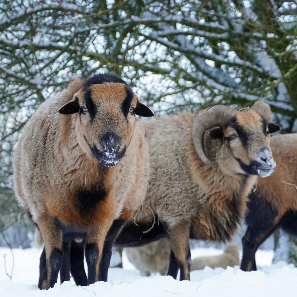 Die Schafe Alvaro und Mufasa im Schnee