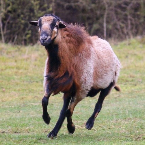 Patenschaft für Alvaro abschließen