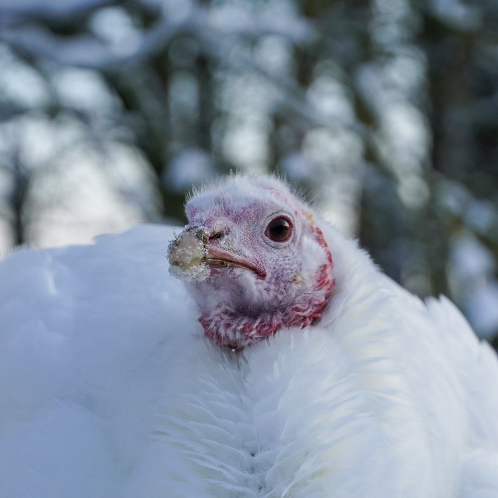 Pute Ashley im Schnee