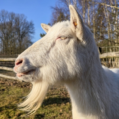 Ziege Bärta in der Nahaufnahme