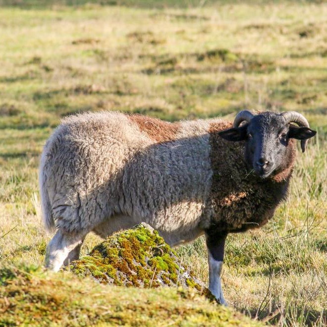 Patenschaft für Beppo abschließen