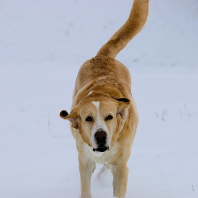 Hündin Carla läuft durch den Schnee in Richtung der Kamera