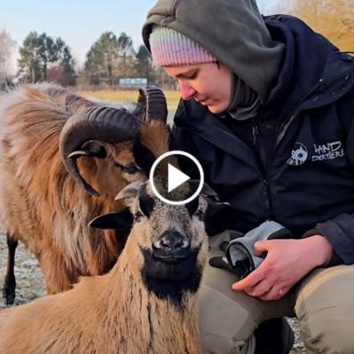 Tierpflegerin Elli krault die zwei Schafe Casimir und Noah