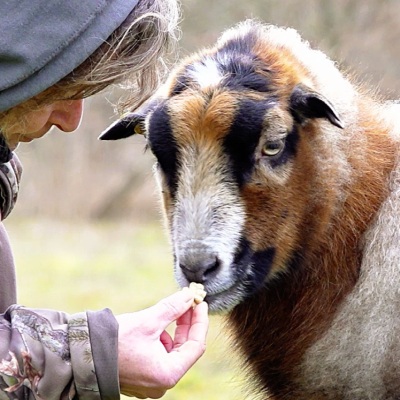 Schaf Edäd bekommt einen Keks von einer menschlichen Person gereicht