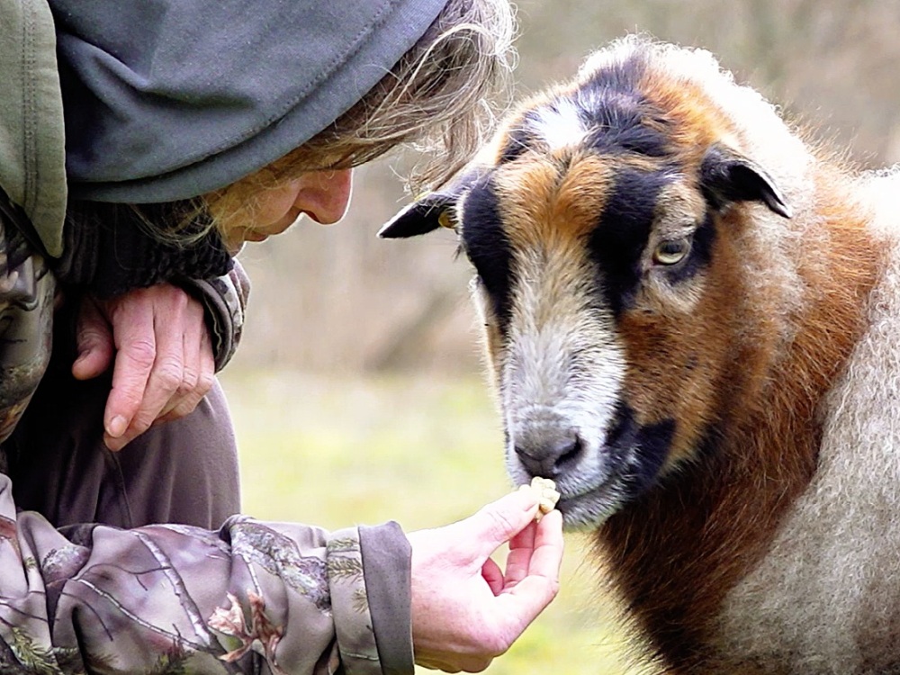Schaf EdÀd bekommt einen Keks von einer menschlichen Person gereicht