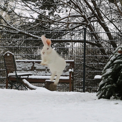 Drei Kaninchen der Familie Einstein & Friends im verschneiten Land der Tiere. Links im Bild springt ein Kaninchen durch die Luft.