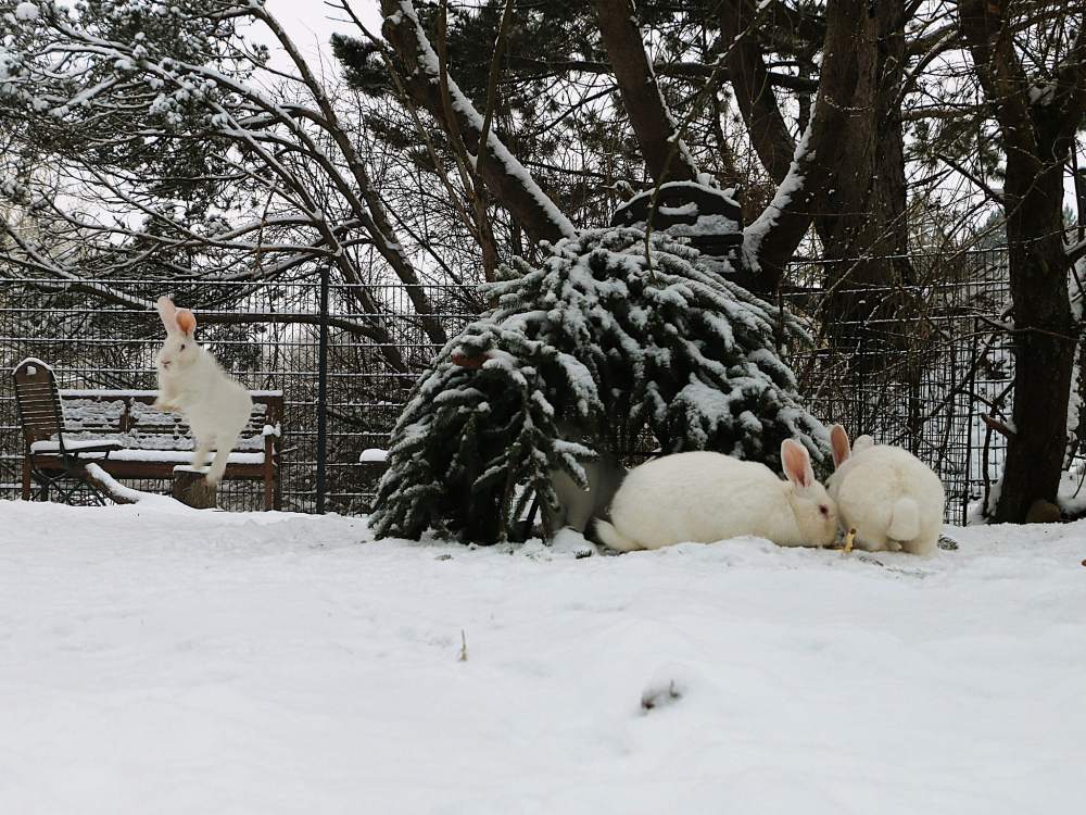 Drei Kaninchen der Familie Einstein & Friends im verschneiten Land der Tiere. Links im Bild springt ein Kaninchen durch die Luft.