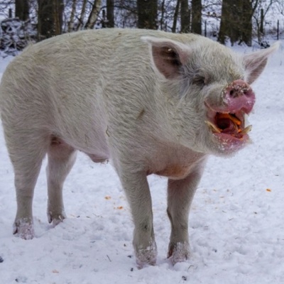 Die Schweine Felix, Helge & Rosalie im verschneiten Schweineland