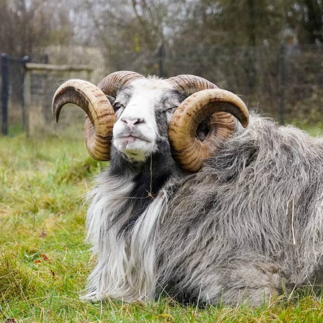 Patenschaft für Halvar abschließen