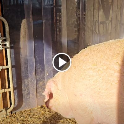 Schwein Hanna geht in einen Stall