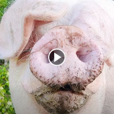 Schwein Hanna in der Nahaufnahme im Land der Tiere