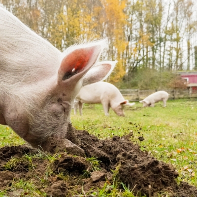 Schwein Hein wühlt in der Erde.