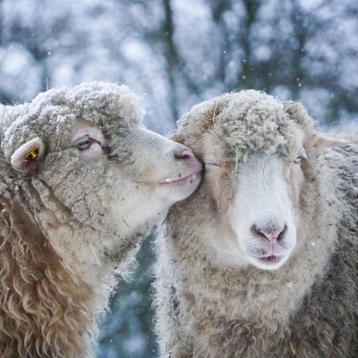 Die Schafe Holly und Flausch nebeneinander im Schnee