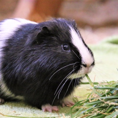 Meerschweinchen Jojo isst frisch gepflücktes grünes Gras und ist dabei im Profil zu sehen.