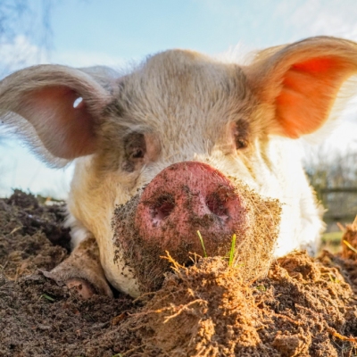 Schwein Knut liegt im Sand und in der Sonne und schaut in die Kamera