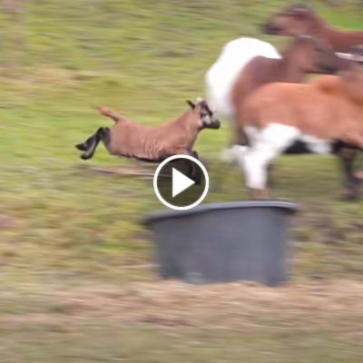 Schaf Lämmy hüpft umher