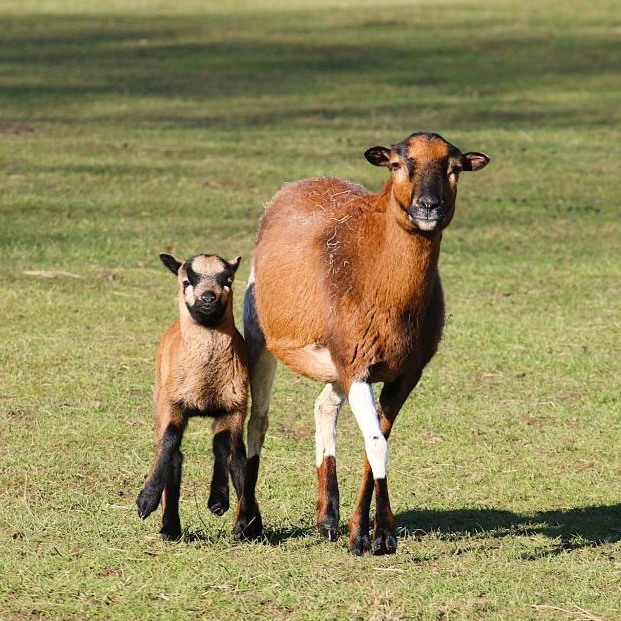 Patenschaft für Shiva abschließen