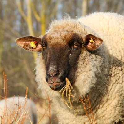 Schaf Liese Müller schaut in Richtung der Kamera. Sie hat Heu im Mund.