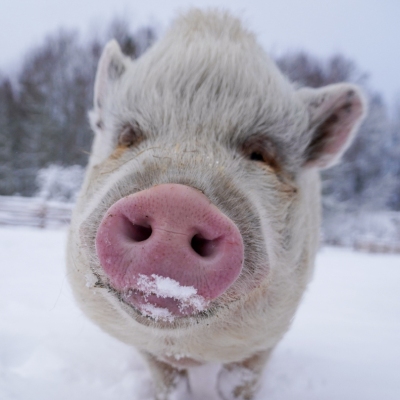 Minischwein Lilli im Schnee