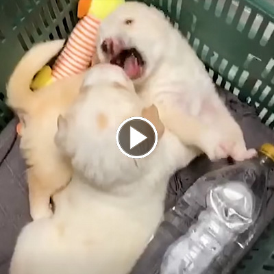 Die Hündinnen Lola & Carla als junge Welpen in einem Korb