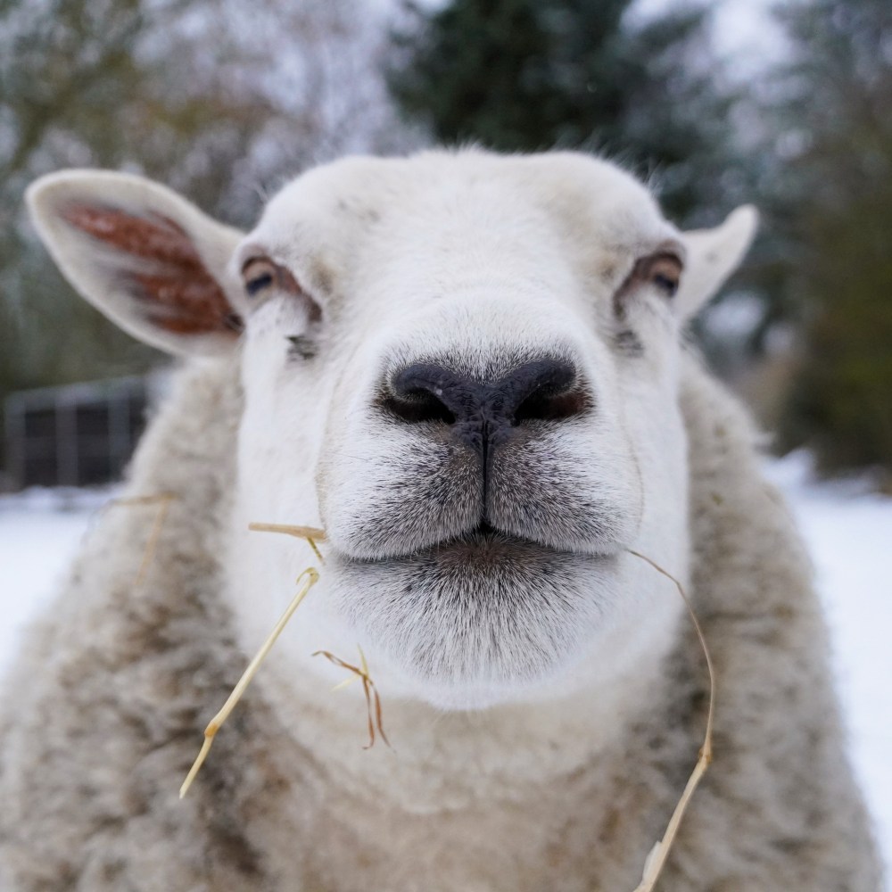 Schaf Mälla im Schnee