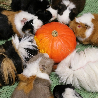 Startseite Im Trend Live-Feeds Benachrichtigungen Listen Abonnierte Hashtags Favoriten Lesezeichen Private Erwähnungen Einstellungen Aktuelle Trends #mentoramovieorplay 76 Profile in 2 Tagen #ハリー・ポッターとから始まる予測変換で文章を作る 94 Profile in 2 Tagen #これを見た人は必ず自分のランドセルの色を言おう 33 Profile in 2 Tagen #これ見た人強制あ行の予測変換晒す 32 Profile in 2 Tagen Bildbeschreibung Acht Meerschweinchen stehen im Kreis und knabbern an einem Hokkaido-Kürbis.