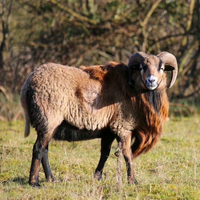 Patenschaft für Mufasa abschließen