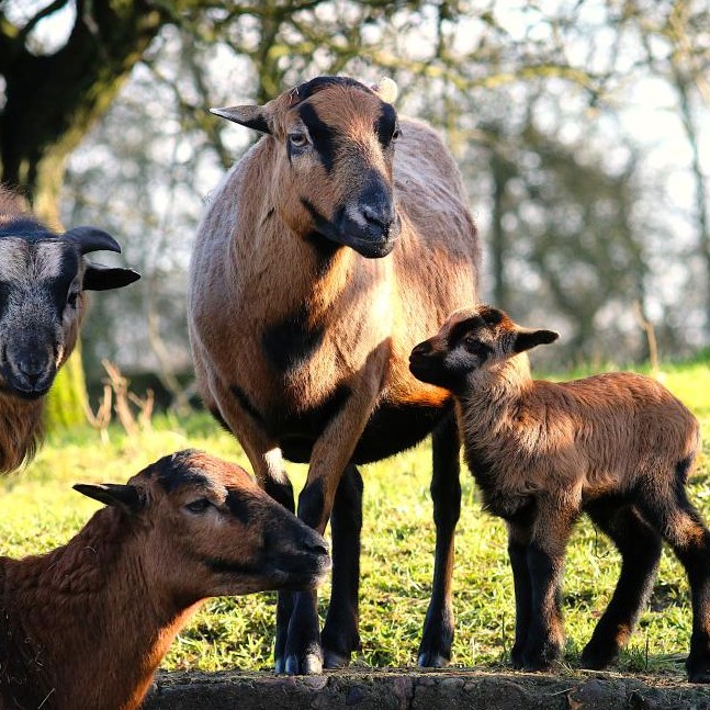 Patenschaft für Nala abschließen