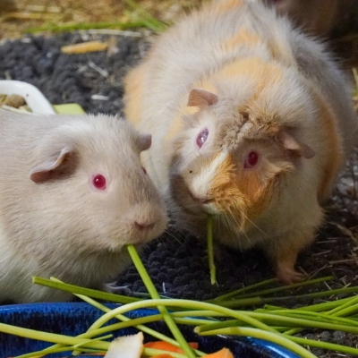 Zwei Meerschweinchen der "Palettenschweinchen" essen Petersilienstängel