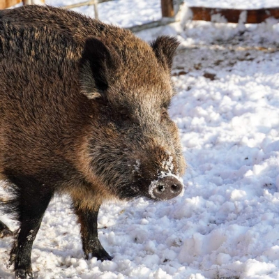 Wildschwein PIppa im Schnee