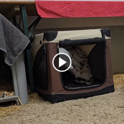 Die zwei Puten Pünktchen und Pieps in einer Transportbox kurz nach ihrer Ankunft im Land der Tiere