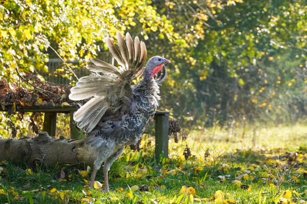 Pute Rika spreizt ihre Flügel