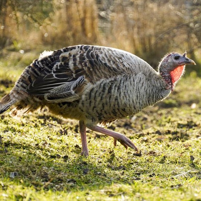 Patenschaft für Rika abschließen