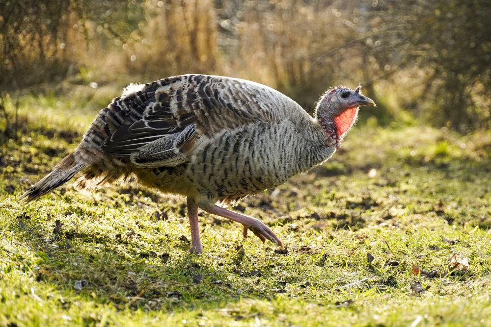 Pute Rika geht über eine Wiese