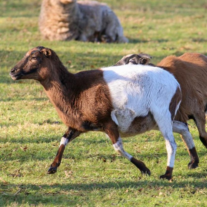 Patenschaft für Saba abschließen