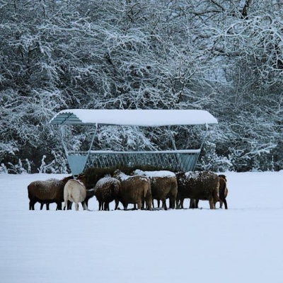 Die Schafe im Land der Tiere sammeln sich um zwei Heuraufen auf einer verschneiten Wiese.