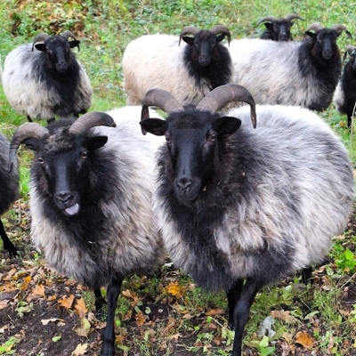 Eine Gruppe von Heidschnucken auf einer Wiese