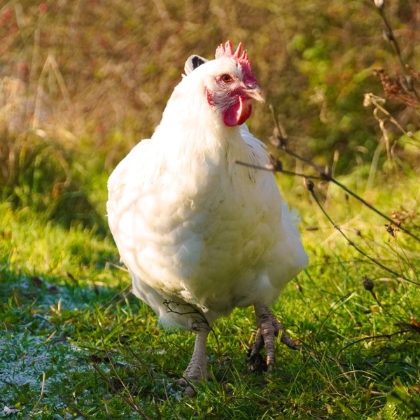 Patenschaft für Tomka abschließen