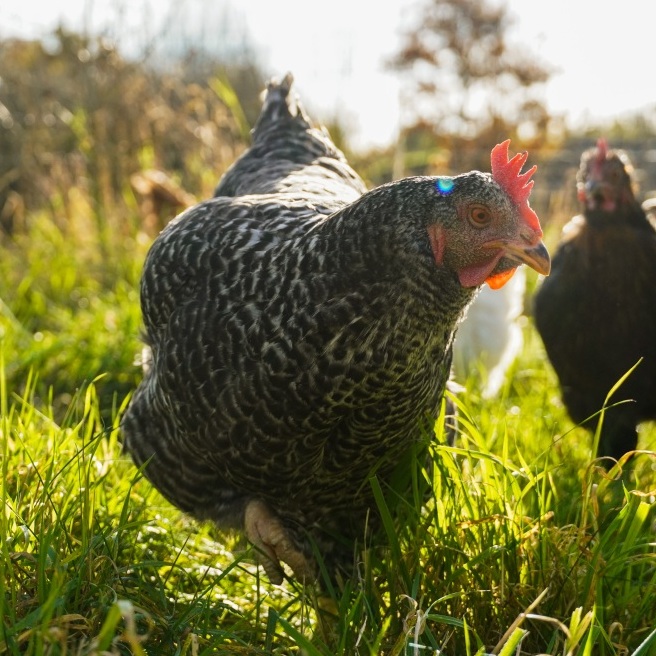 Patenschaft für Tuki abschließen