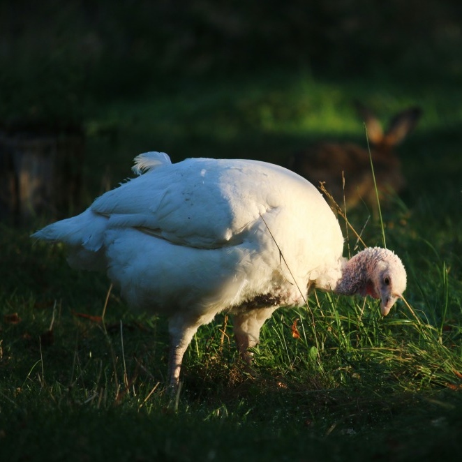 Patenschaft für Wendy abschließen