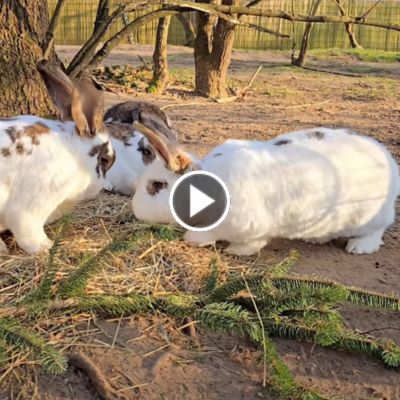 Drei Kaninchen der Familie Ostermann nebeneinander im Land der Tiere