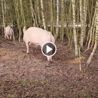 Schwein Willi springt umher im Land der Tiere