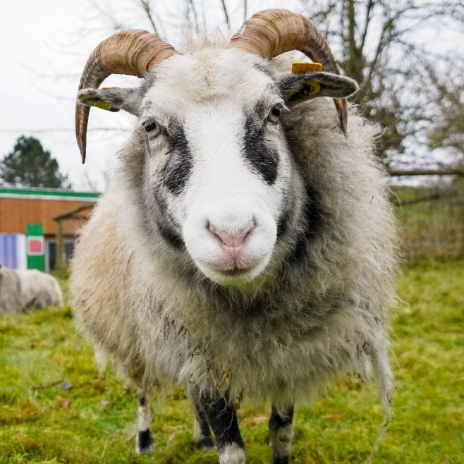 Patenschaft für Ylva abschließen