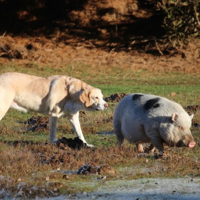 Hündin Carla und Minischwein Lilli auf einer Wiese