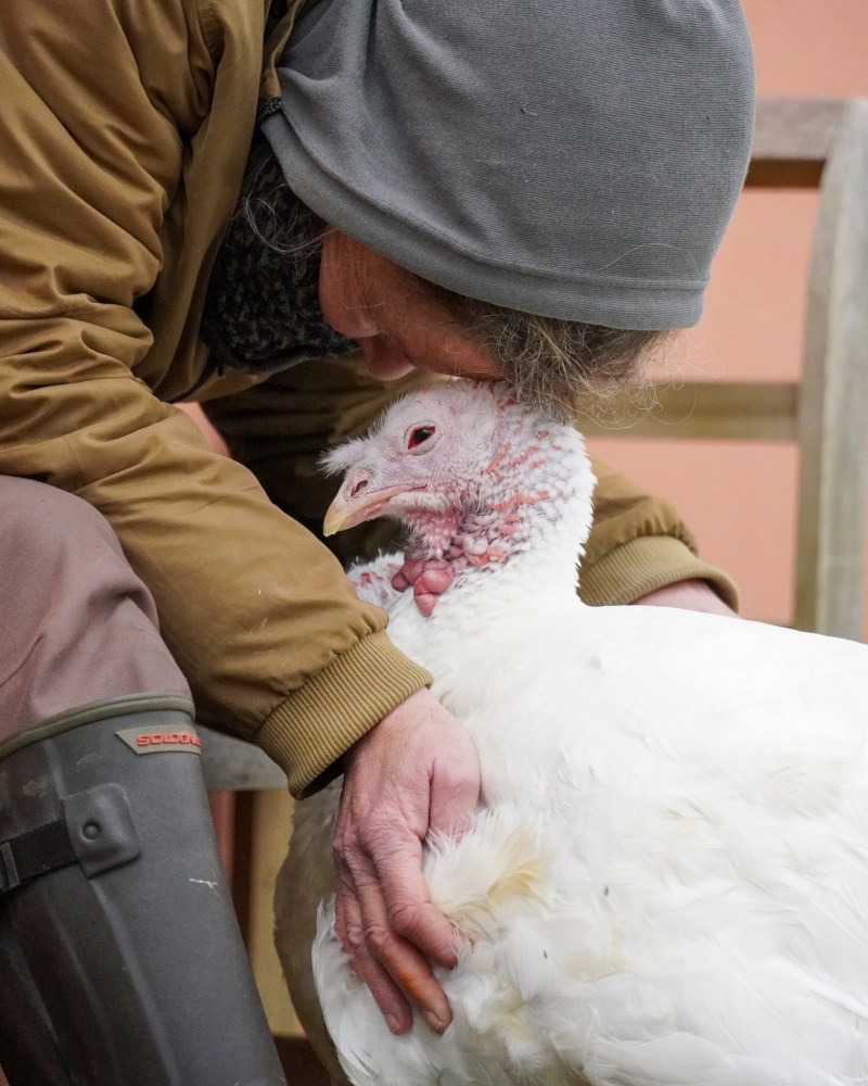 Pute Cleo wird von Mensch Tanja gekrault
